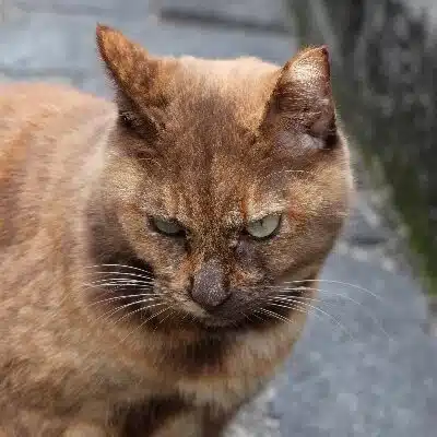 ゲオルク