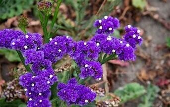 俳句幼稚園 370日目 小夜時雨花浜匙を軒下へ 小夜しぐれ花浜匙を軒下へ アドバイス よねちゃん 小夜時雨スターチスらを軒下へ 推敲 鶫さん さ から始まる俳句 季語 小夜時雨 花浜匙 ス ゆず しばらくコメント交流はお休みします Note