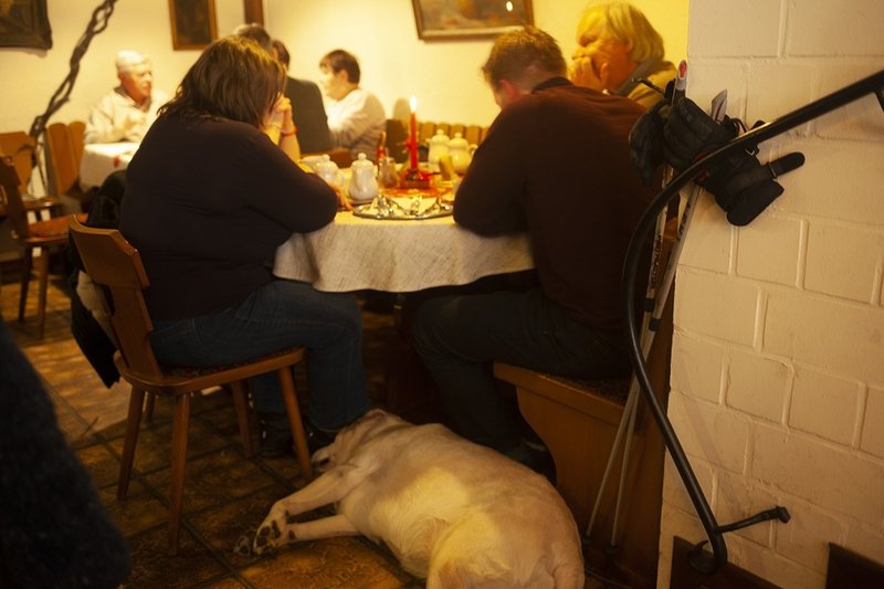 動物の権利が認められ始めてるドイツの暮らし Musashi Note