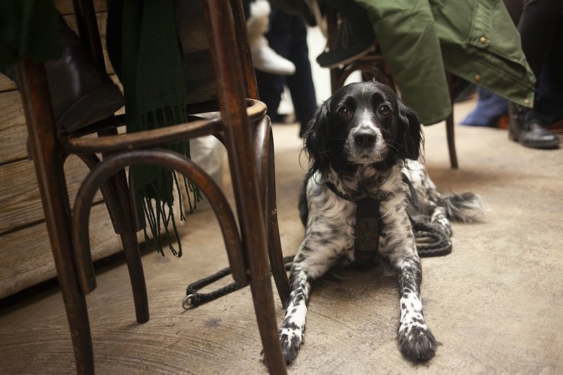 動物の権利が認められ始めてるドイツの暮らし Musashi Note