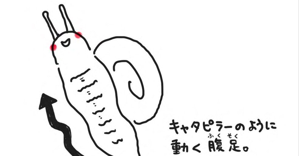 カタツムリを飼ってから知ったこと（覚え書き）その1 〜体の構造