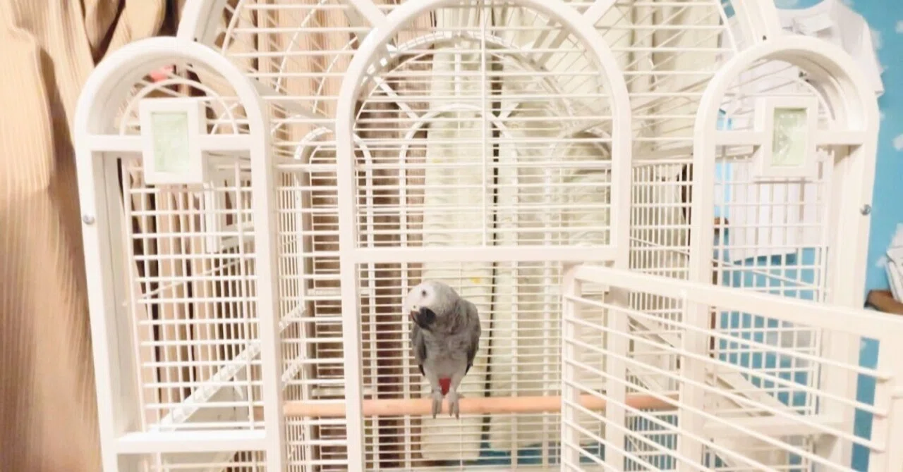 エッセイ】 キングス社の大型インコ用ケージを買ってみました|木暮あき エッセイ】 キングス社の大型インコ用ケージを買ってみました|木暮あき