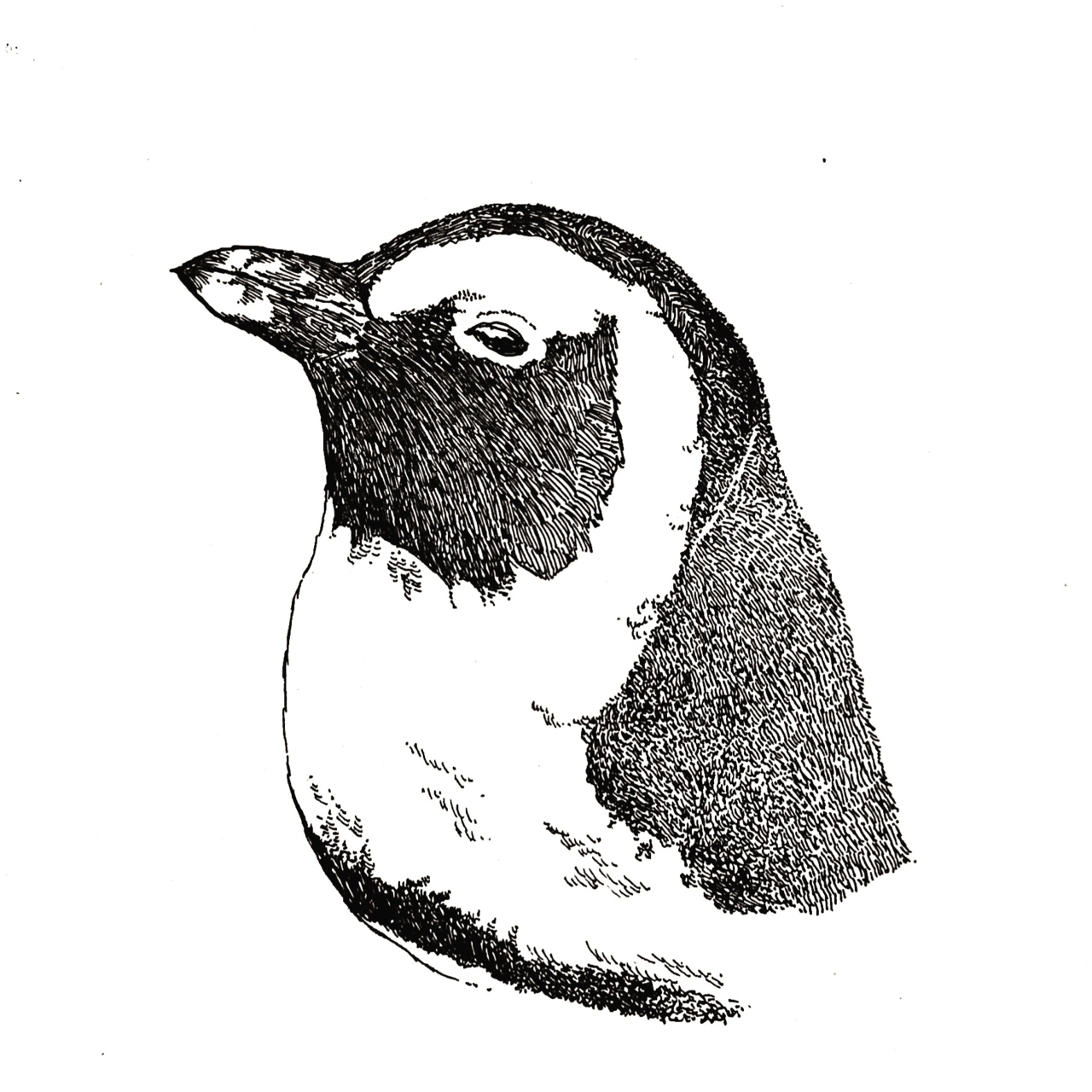 ボールペン画　ペンギン