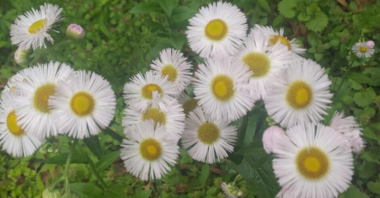 楽天ブックス: 家庭で使える薬草107種 - 中村臣市郎