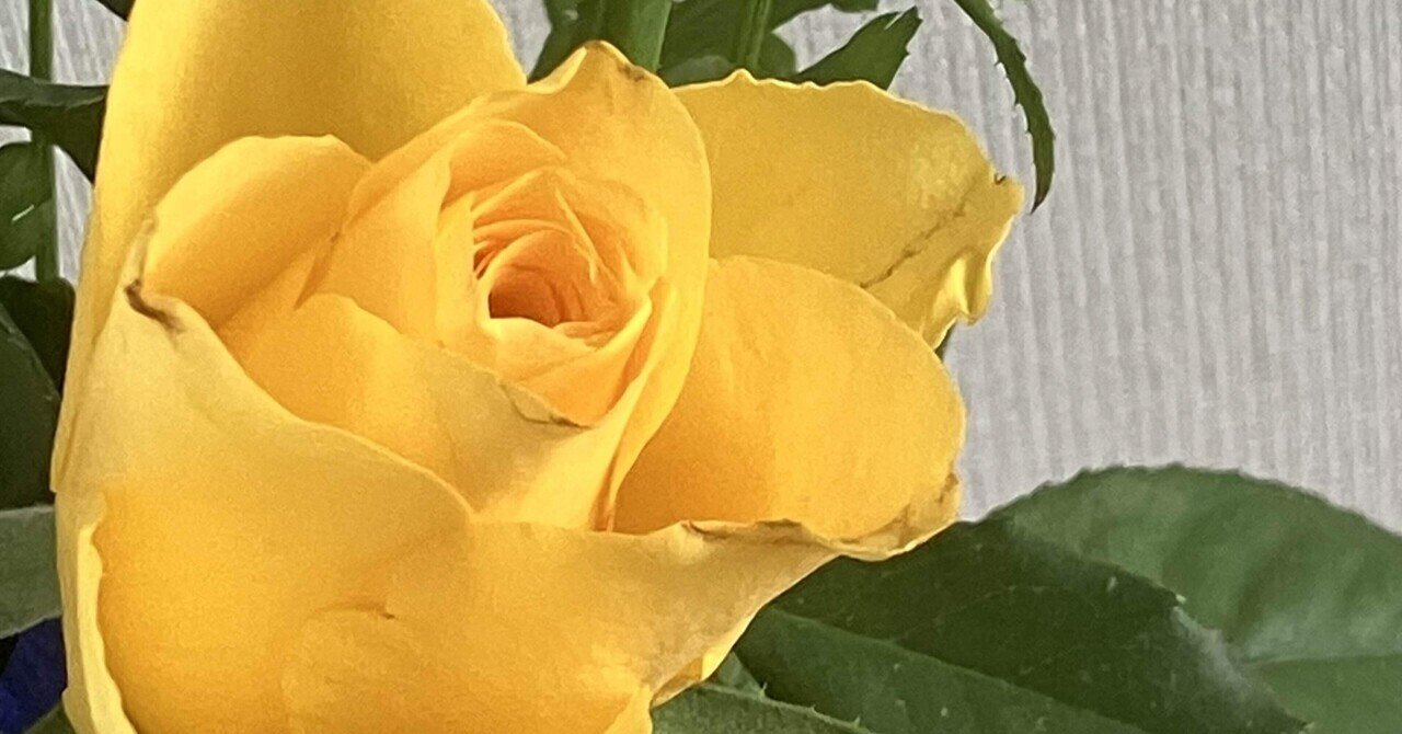 幸せの黄色い薔薇 | GANREF