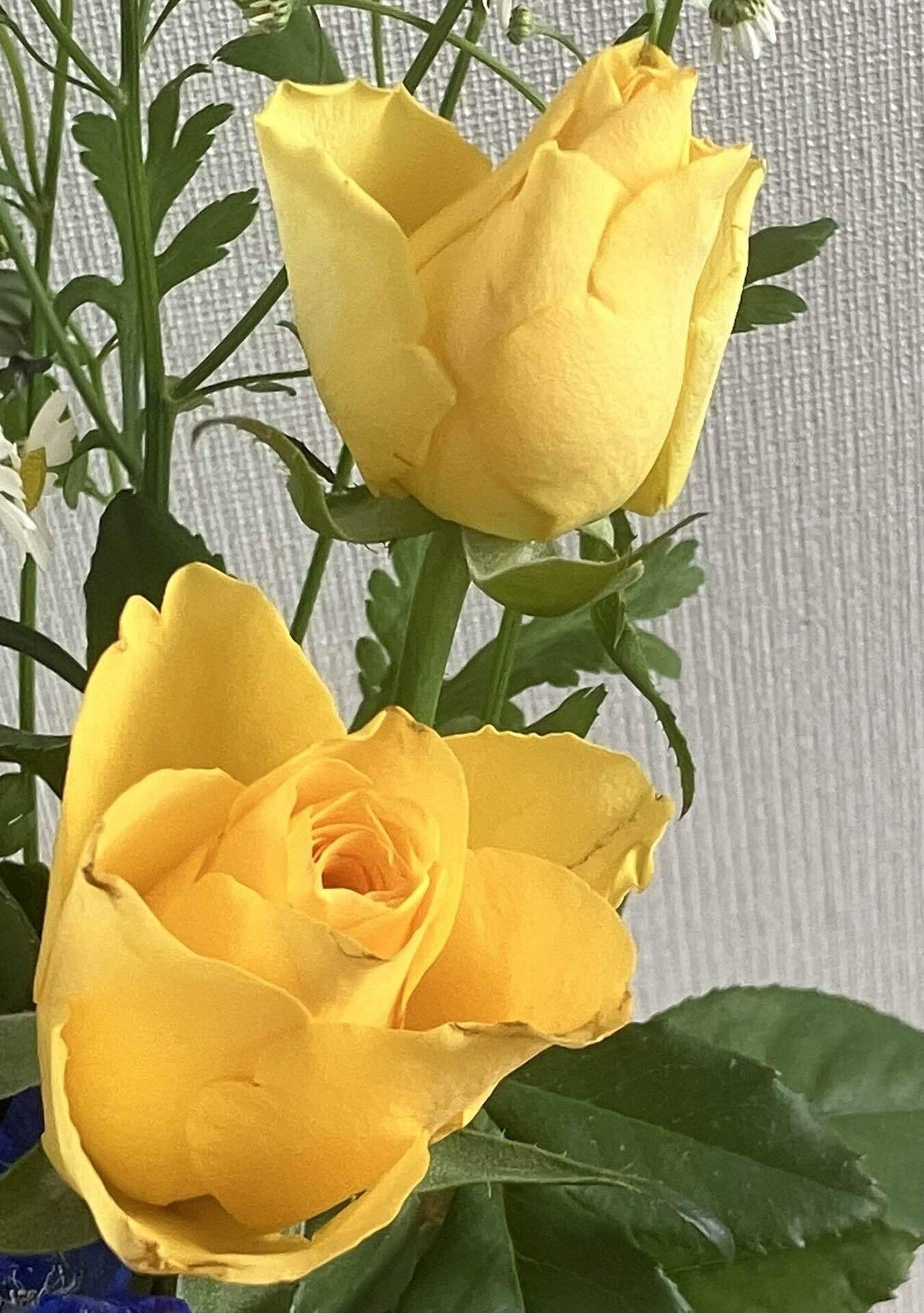 幸せの黄色い薔薇 | GANREF