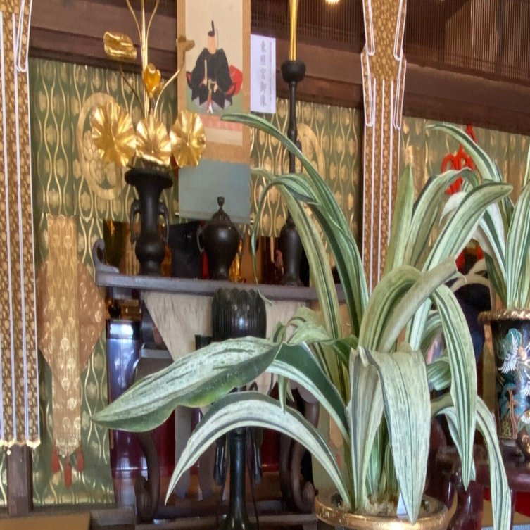 連載～静岡の歴史を学ぼう177】Omoto Part2 万年青（おもと）パート2