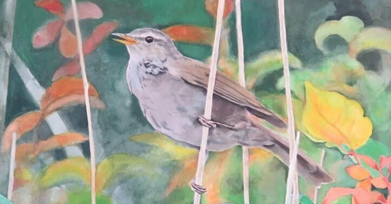 ♡たまみな♡水彩画 原画9枚レプリカ12枚鳥と花のアート作品 葦切 サクラマット水彩で描く写実｜おかドド＠イラストレーター