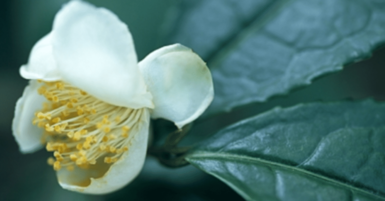 ち 二句 氷橋 茶の花 紫乃 Note