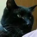 詑花莎娃