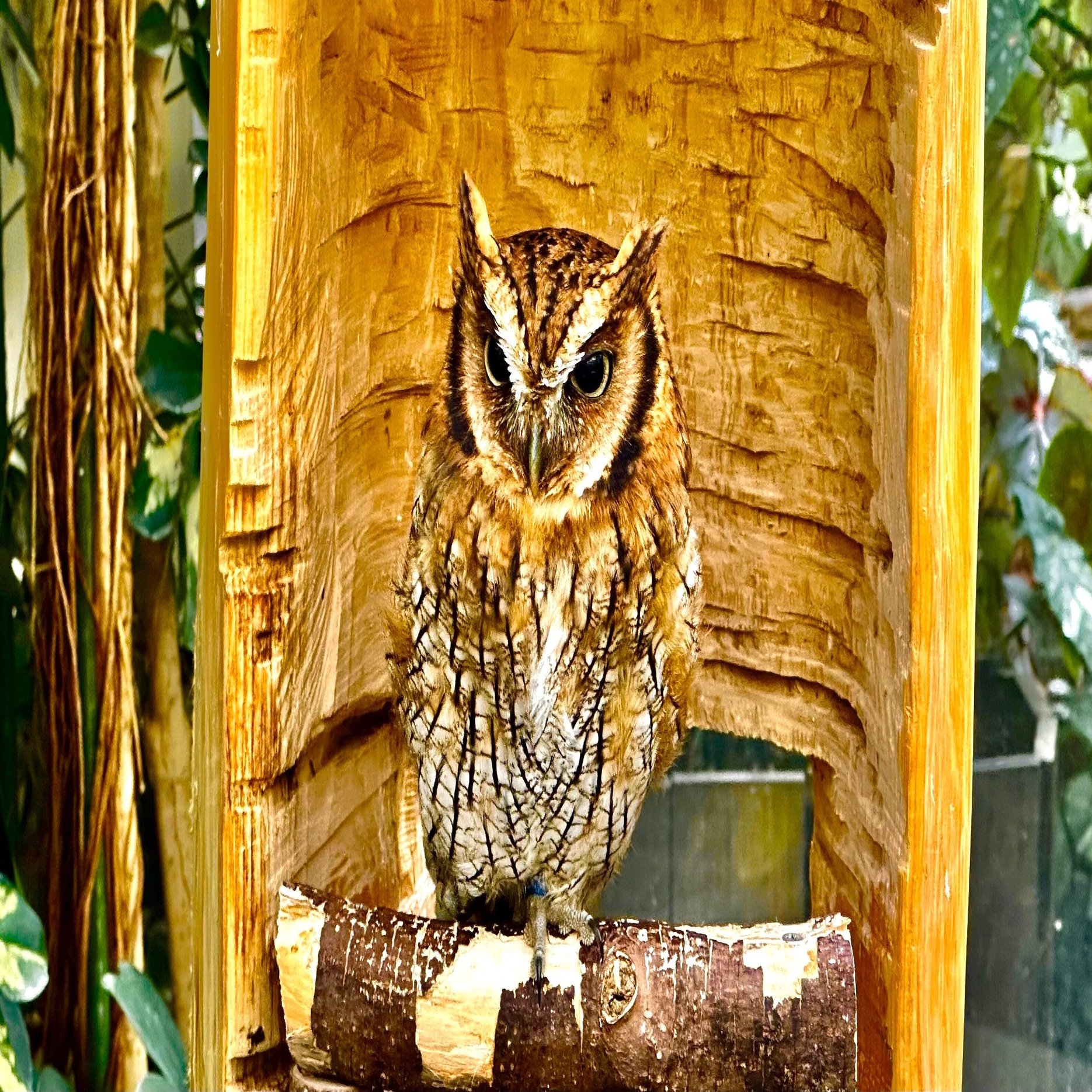 木兎」（みみずく） おはようございます☀️ ミミズクとフクロウの違い