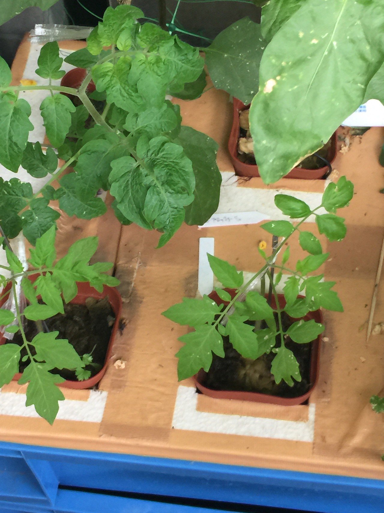 家庭菜園ベランダ14 10 15 コバエが激しいプランター2つを撤去 ー ー スナップエンドウは植え直しだな トマトのネネには順調に実が付き始めた Dss Note 家庭菜園ベランダ14 10 15 コバエが激しいプランター2つを撤去 ー ー スナップエンドウは植え直しだな トマトのネネには順調に実が付き始めた Dss Note