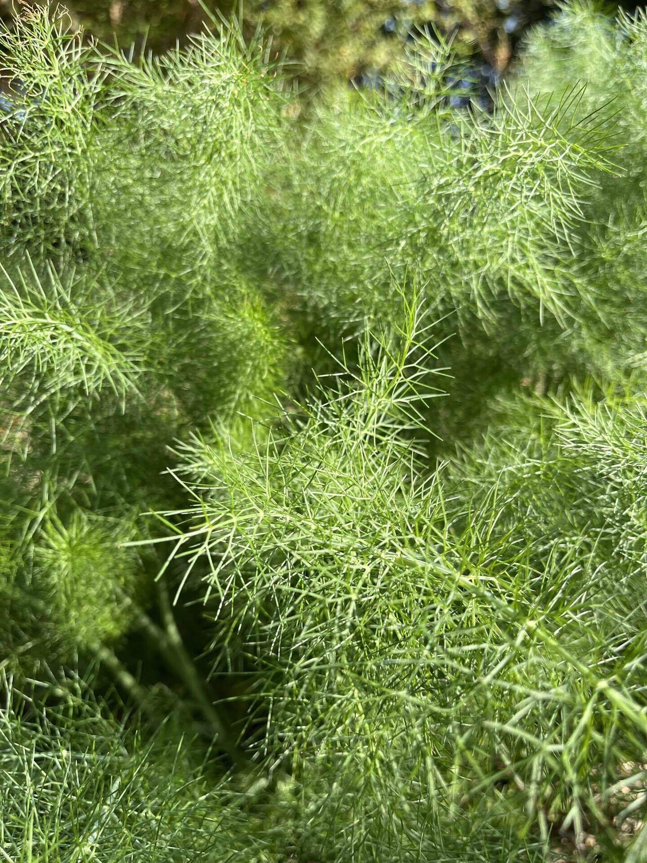 フェンネルさんですよね まるまるの虫 カメさん Note フェンネルさんですよね まるまるの虫 カメさん Note