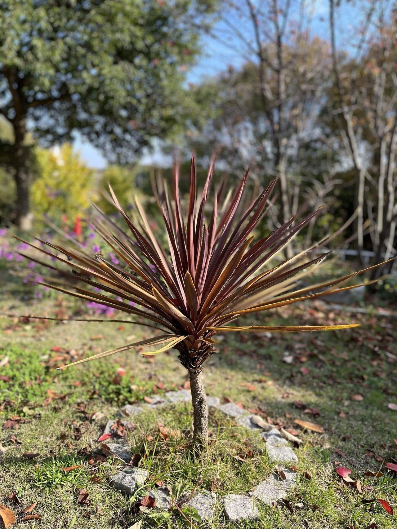 10株まとめ買いSETコルジリネ レッドスター 鉢 用土込大きなTYPE