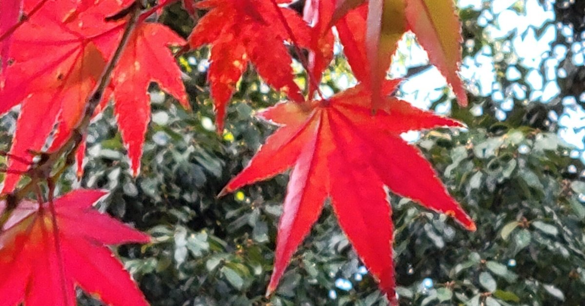 バロン紅葉・藤田邸跡公園｜藤井靜子