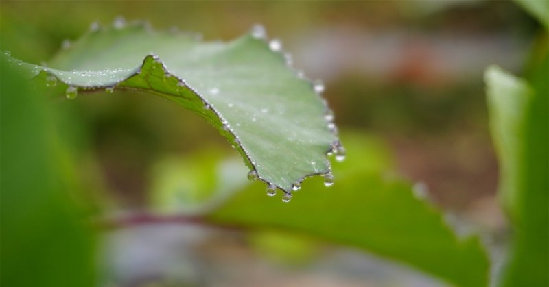 朝露の雫　6°/16° （曇後雨） 11.20.2022