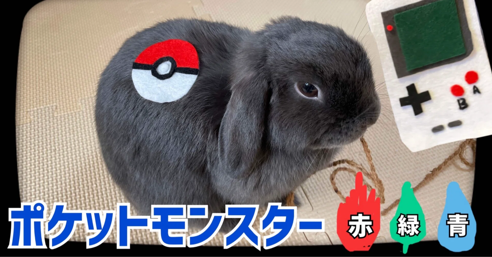 雑談 ポケモンが気になる からんだ の中の人 Note 雑談 ポケモンが気になる からんだ の中の人 Note