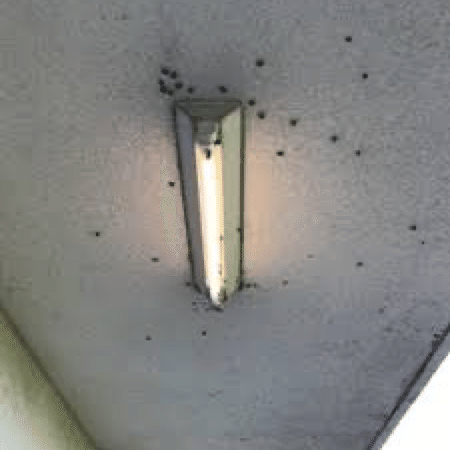 蛍光灯に虫が集まる=｜エイトMAN