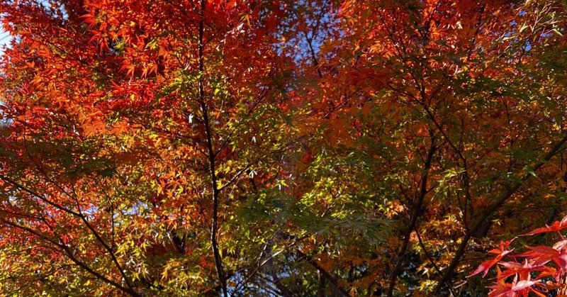 iPhoneで撮る晩秋の紅葉