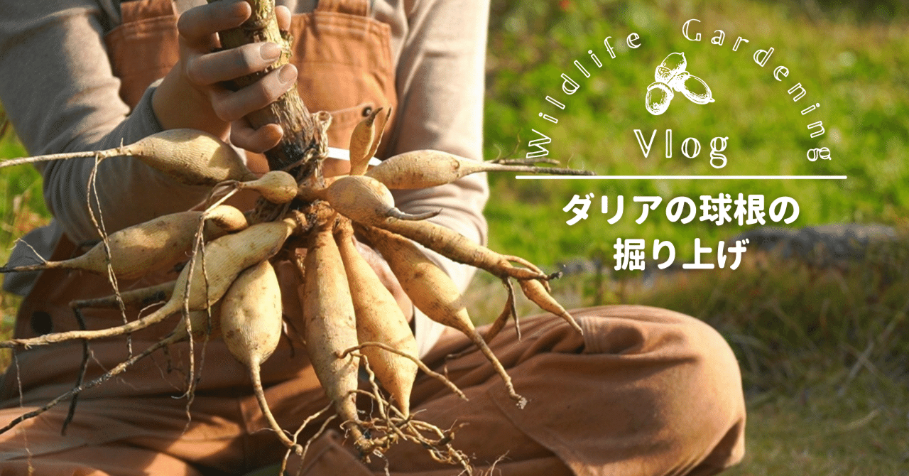 ダリアの球根　おいてけ掘り ダリア】球根の掘り上げ、保存、植え付け、開花まで1年の育て方