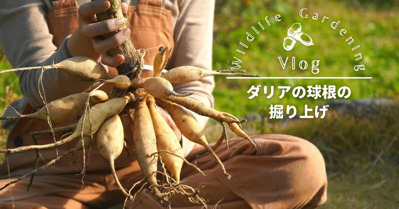 ダリアさんの球根を掘り上げたよ｜うつ畑