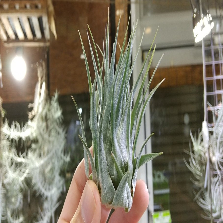 チランジア入荷リスト11/18｜NatureGarden🌿神田
