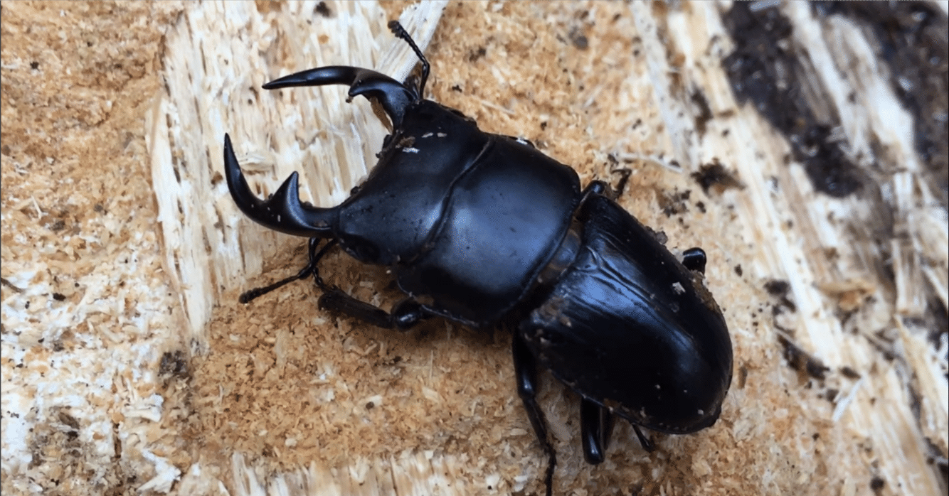 オオクワガタ特大78.6㎜　初令幼虫採集個体 オオクワガタ特大78.6㎜ 初令幼虫採集個体