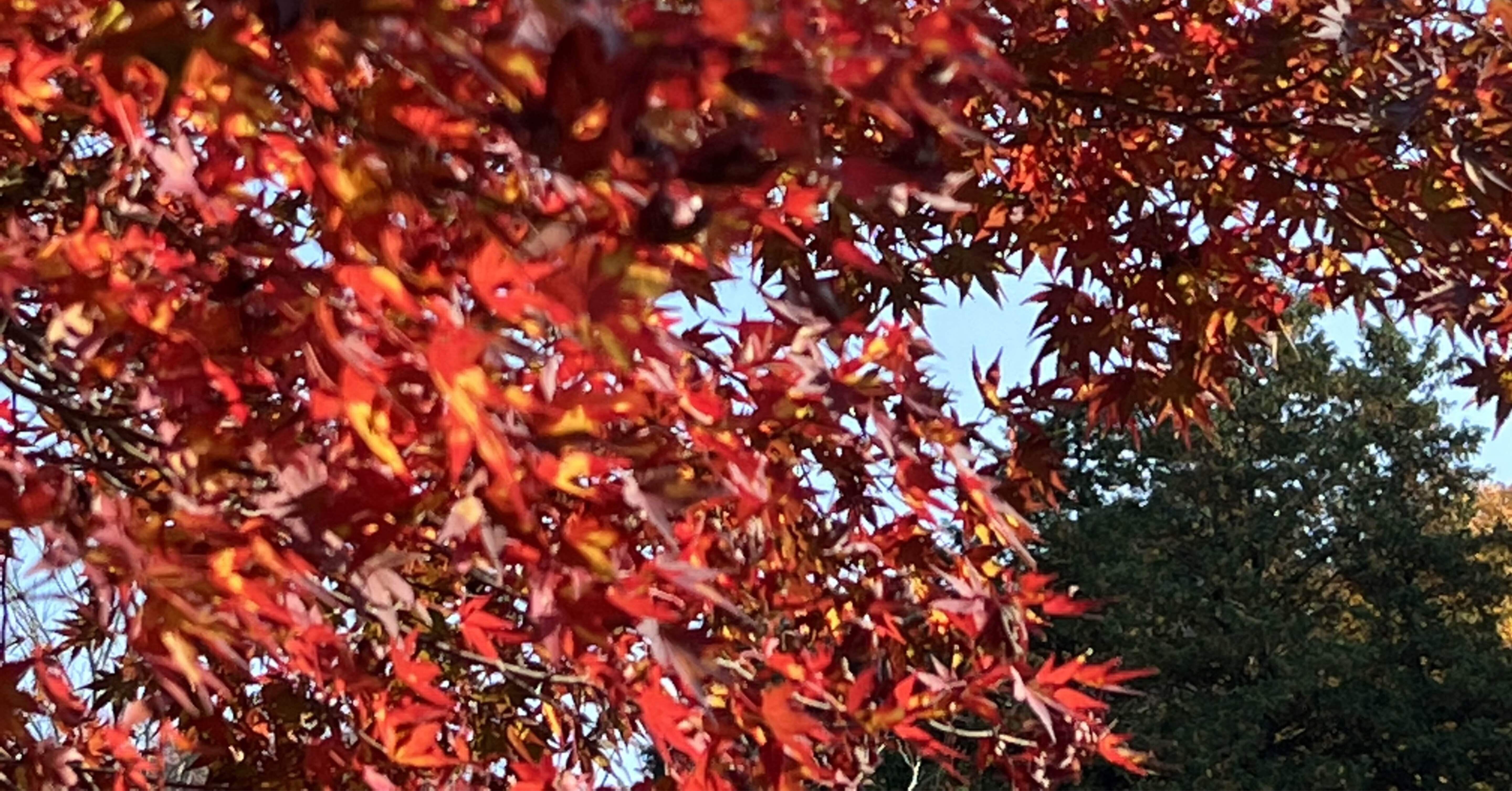 植物園観察in国立科学博物館筑波実験植物園 Marika 茉莉花 Note