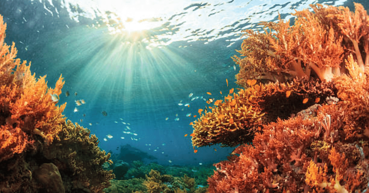 サンゴの中には、過去の熱波の「記憶」を利用して地球温暖化を生き延びることができるものもあります。