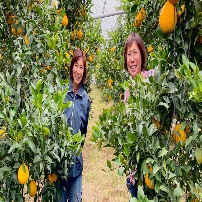 有限会社まなべみかん園】みかんが繋ぐ家族の絆 ｜阿久根市地域おこし