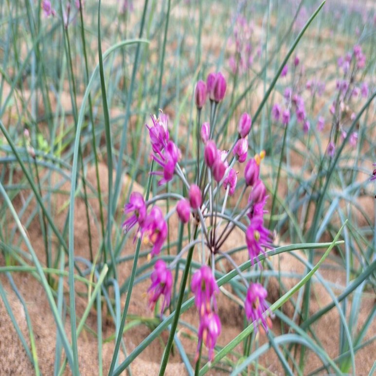 知ってるようで全然知らない らっきょう の話をします 栽培編 岸田いずみ とまりのつけもの Note