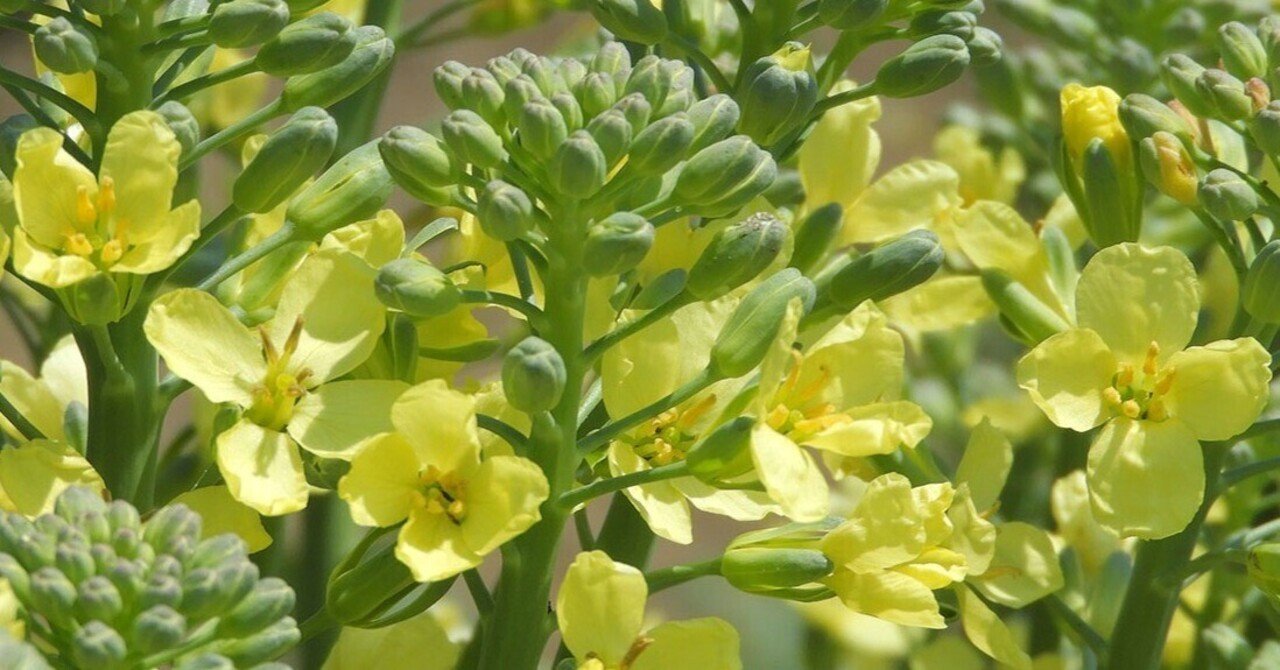 ブロッコリーの花 と アンコンシャス バイアス 立田 順一 Note ブロッコリーの花 と アンコンシャス バイアス 立田 順一 Note