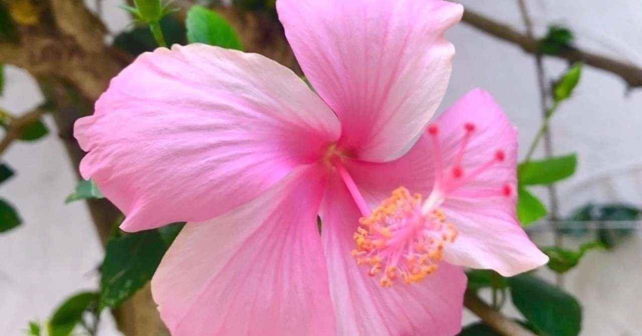 Merrillville が言えますか やっぱり R と L は難関 三浦陽一 Note