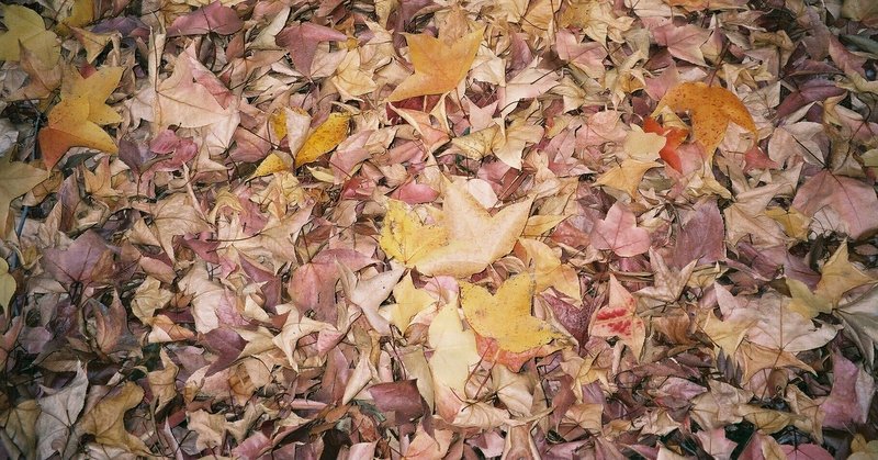 『落ち葉の絨毯は星屑へ』