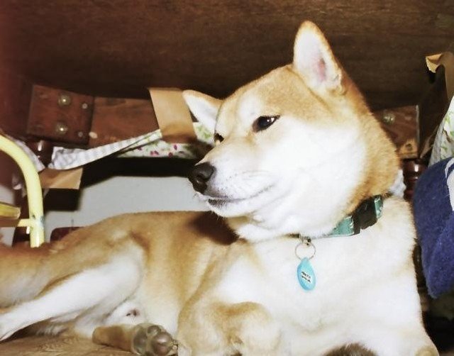 犬のゴン太写真集 前多昭彦 Note