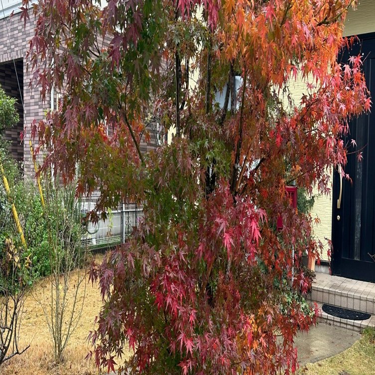 紅葉の思い出 松本直子 Naoko Matsumoto Ueno Note