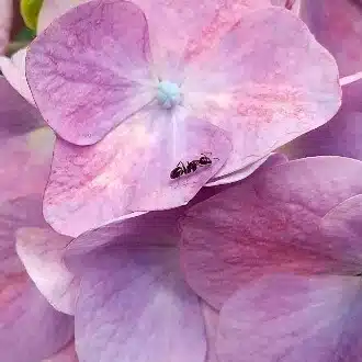 ますみゆたか/真澄悠貴