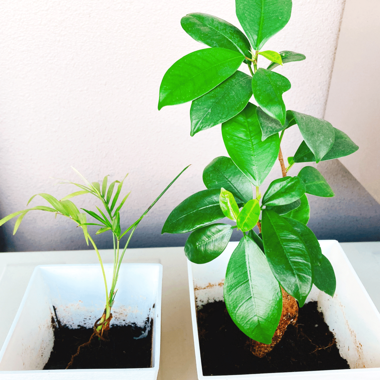観葉植物 ｺﾊﾞｴ奮闘記 2日目 おきらくナオさん Note