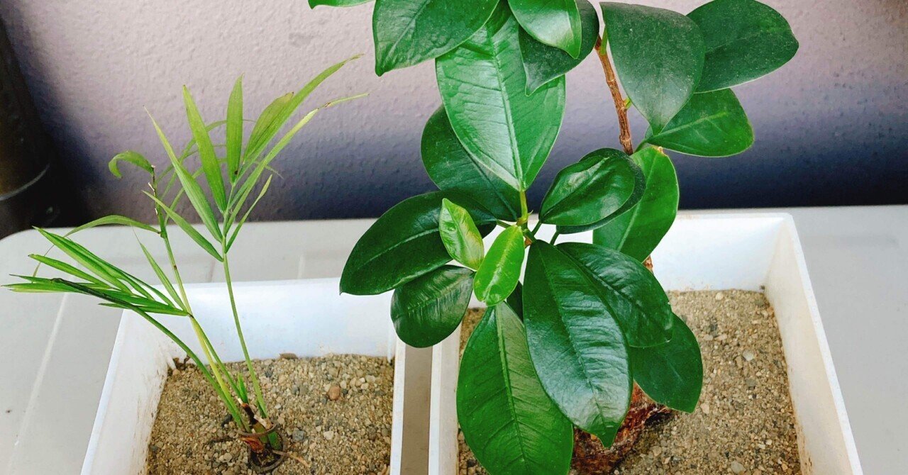 観葉植物 ｺﾊﾞｴ奮闘記 2日目 おきらくナオさん Note