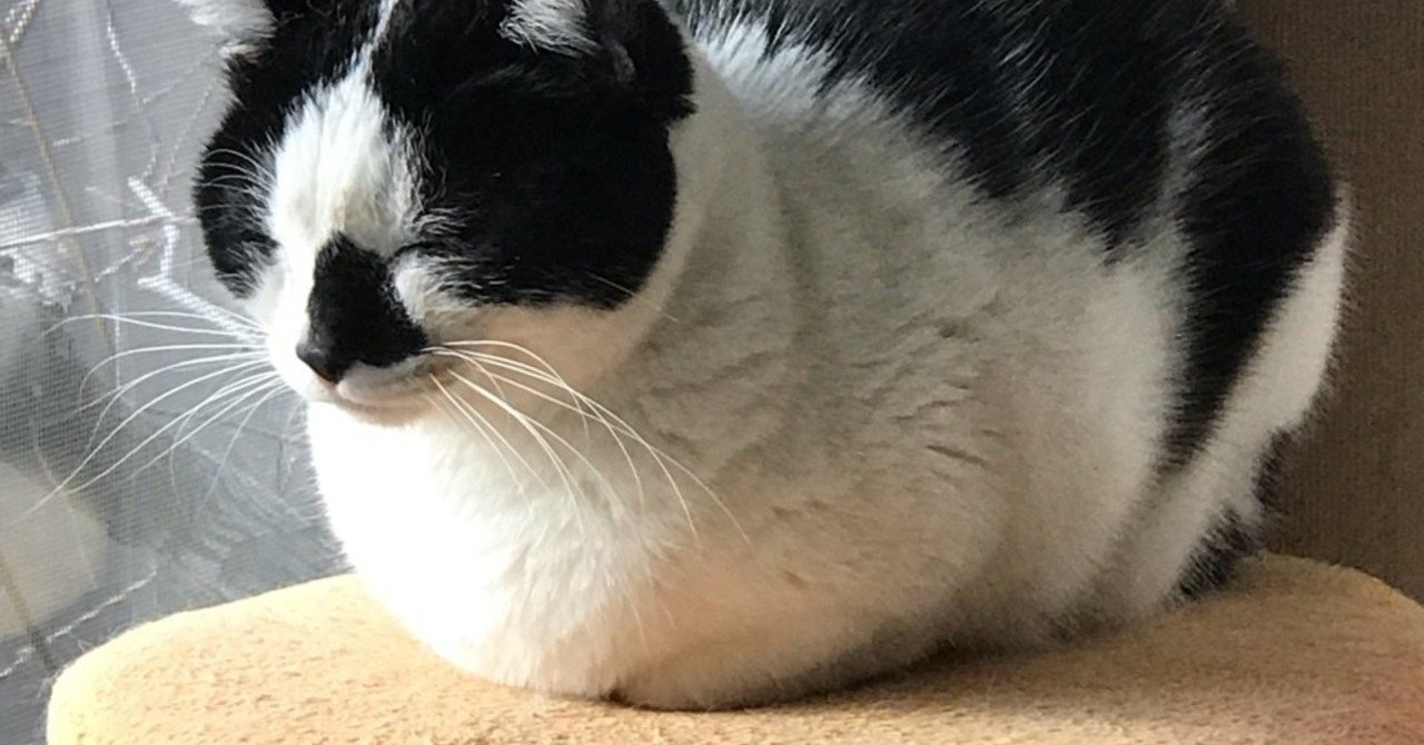 猫はなぜかわいいのか Amo Note