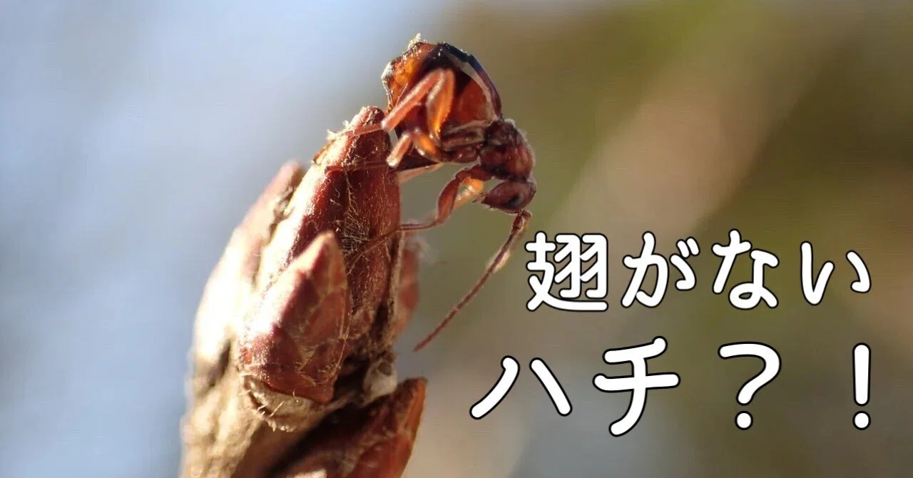 とある編集者の日々の観察「真冬に卵を産む翅のないハチがいる！ その