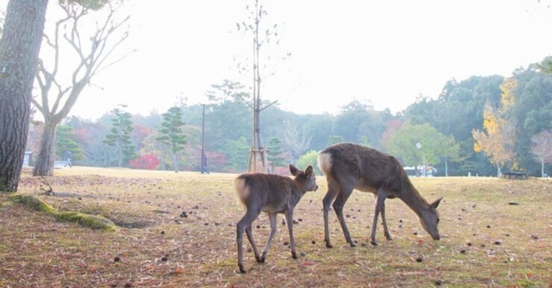 奈良世界遺産フリーきっぷ3日間2022年秋の記録（奈良旅行記）