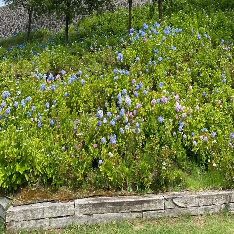 超個人的好きなワンピースサブタイトル ウォルター Note