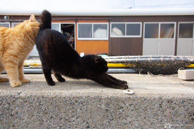 熊本の上天草にあるネコの島「湯島」のネコたち。近年ネコの島として脚光を浴びて来ています！