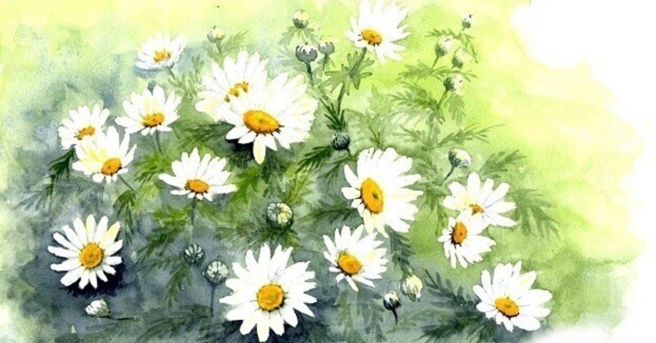 店舗案内 11月22日の誕生花は マーガレット 詩描綺 うたえき Note