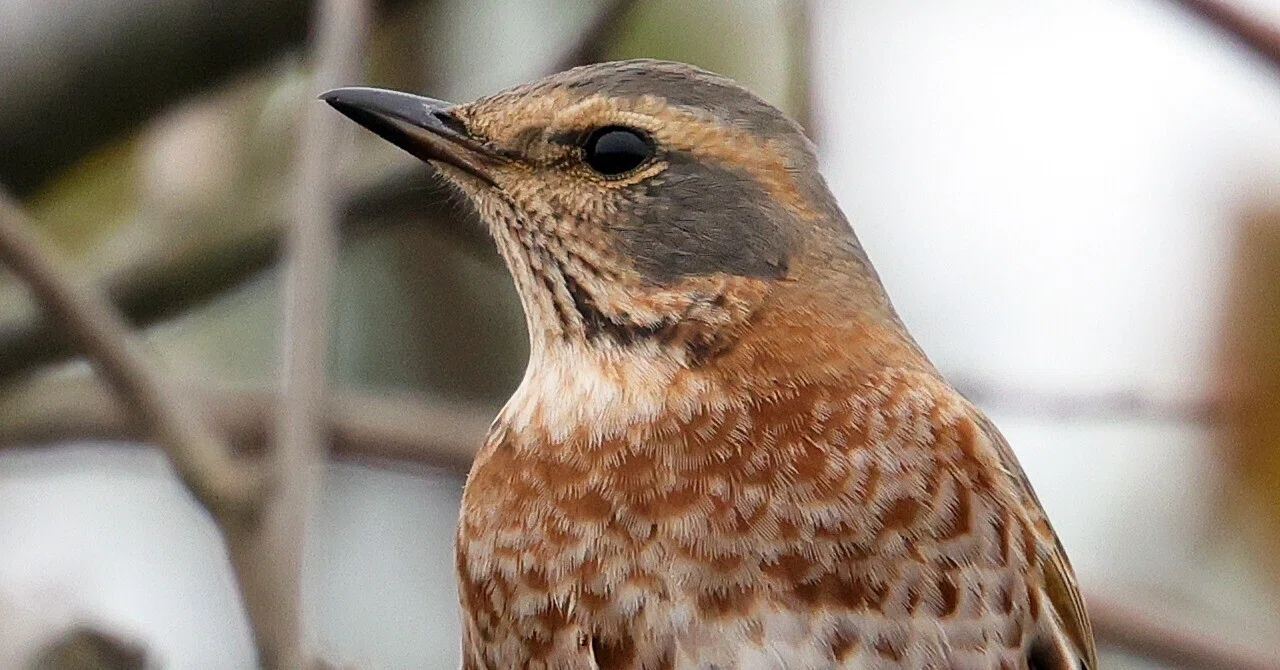 亜種ハチジョウツグミ…交雑個体か｜神戸の野鳥クラブ@きたの みつよし