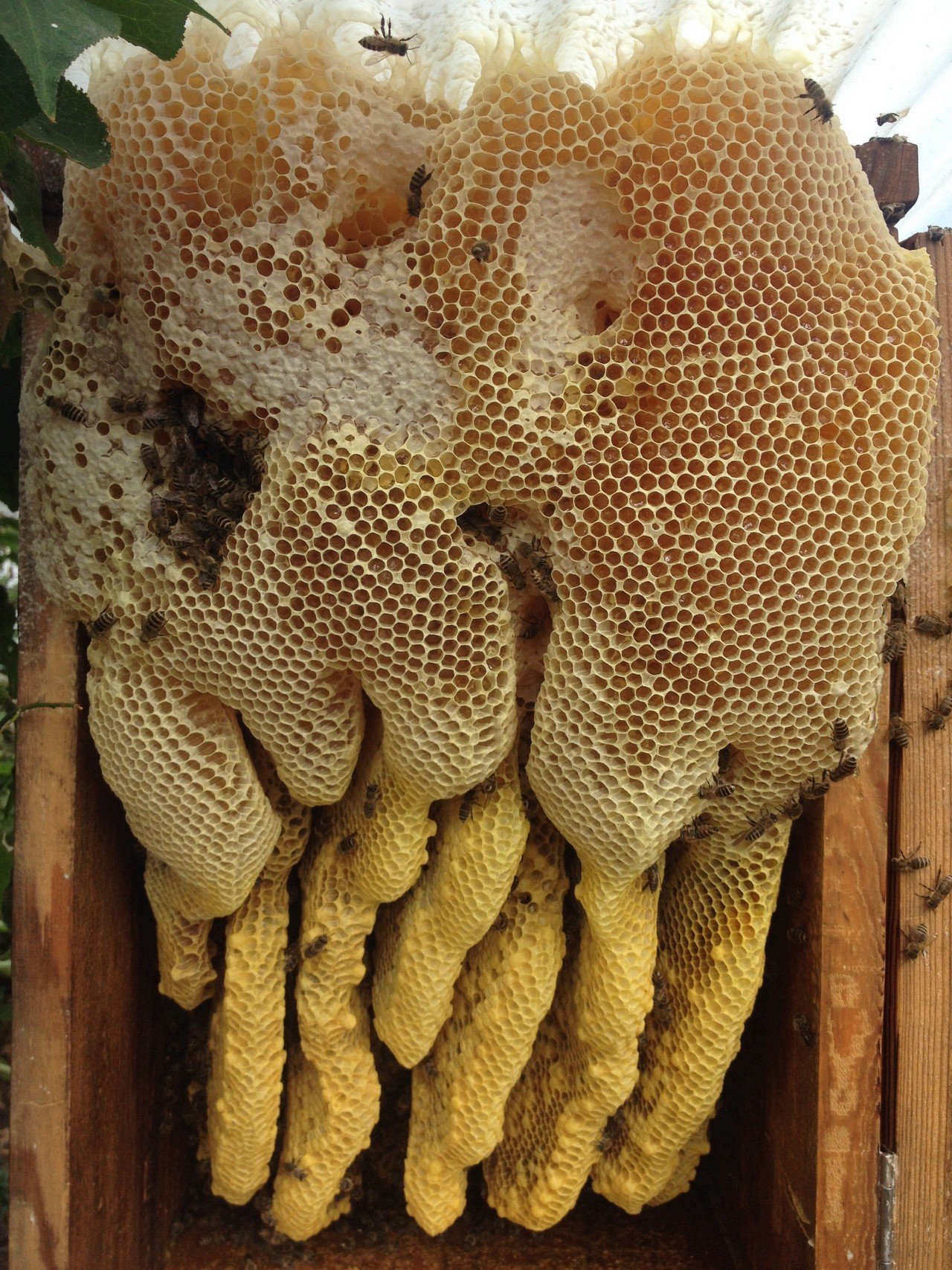 日本蜜蜂巣箱　H2  角胴式巣箱