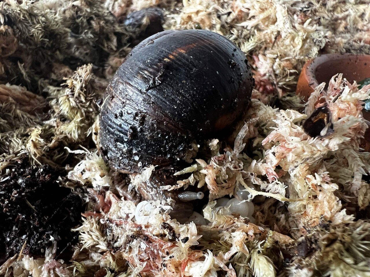 Helix Lucorum｜ENSiS/かたつむりまみれ