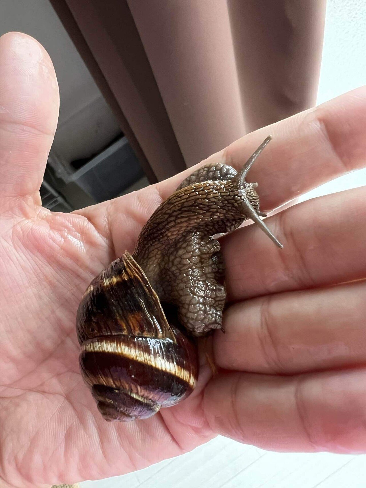 Helix Lucorum｜ENSiS/かたつむりまみれ