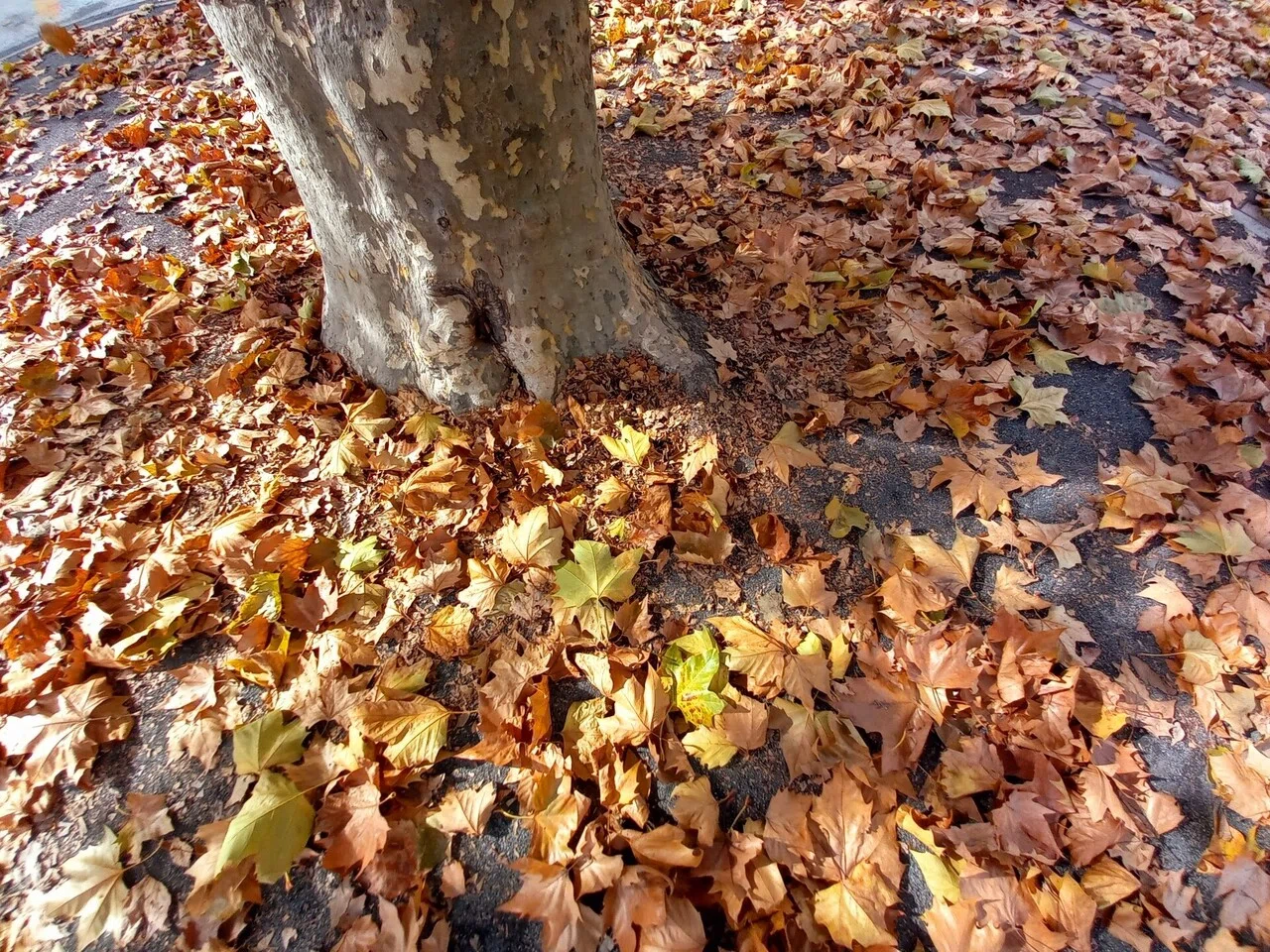 落ち葉写真集 ゆっこらんどのゆた とぶろぐ Note